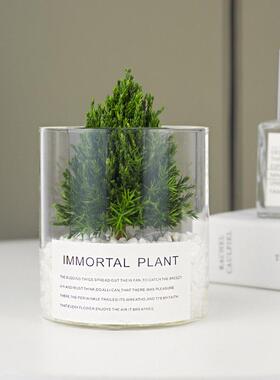 放青松| 保鲜植物桌面摆件家居饰品高级感办公室装饰客厅酒柜摆设