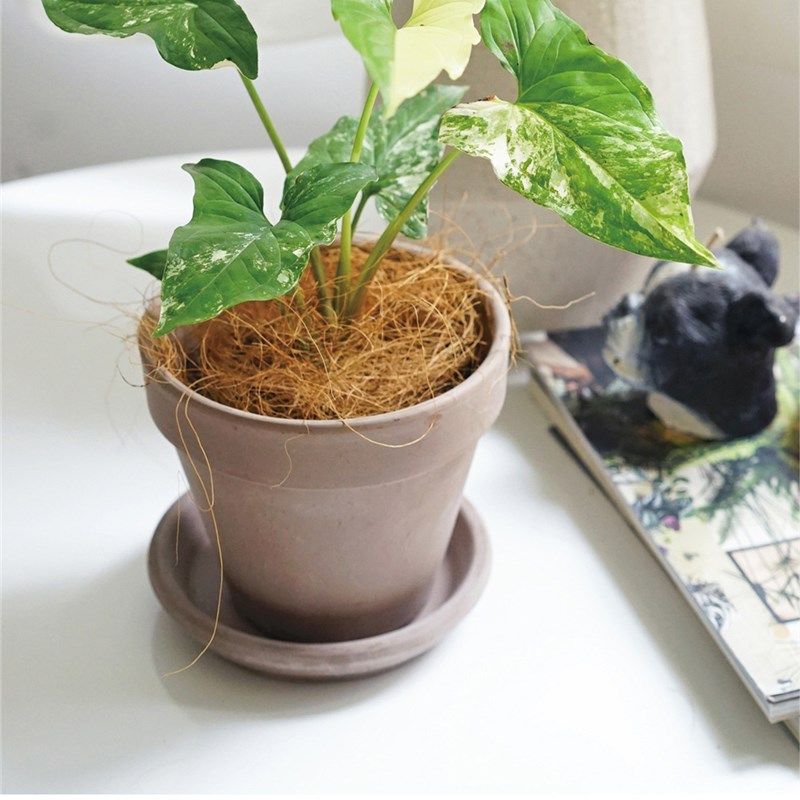 椰棕丝铺面天然椰丝园艺花卉盆栽装饰椰壳丝鸟窝保暖纤维草丝椰毛,淘宝优惠券,粉丝福利购,淘宝优惠卷