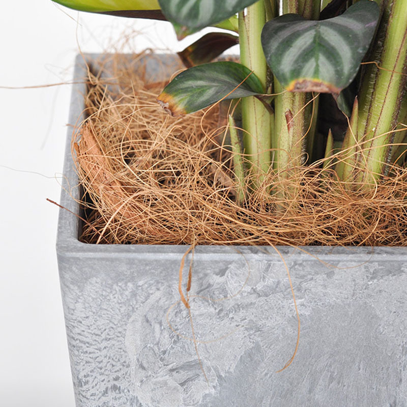 椰棕丝铺面天然椰丝园艺花卉盆栽装饰椰壳丝鸟窝保暖纤维草丝椰毛,淘宝优惠券,粉丝福利购,淘宝优惠卷