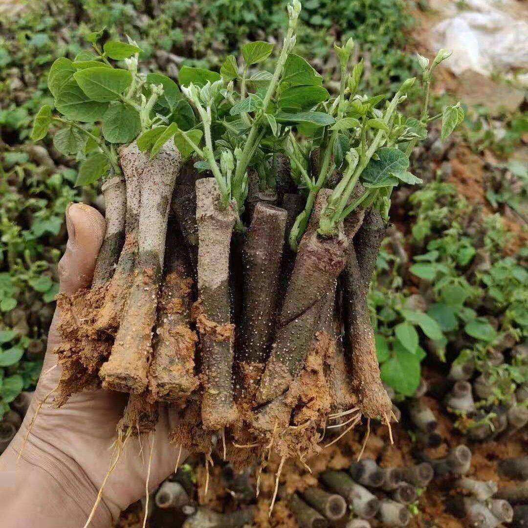 高产无渣粉葛种苗正宗广西葛根苗新品种葛根苗藤县春季菜葛苗,淘宝优惠券,粉丝福利购,淘宝优惠卷
