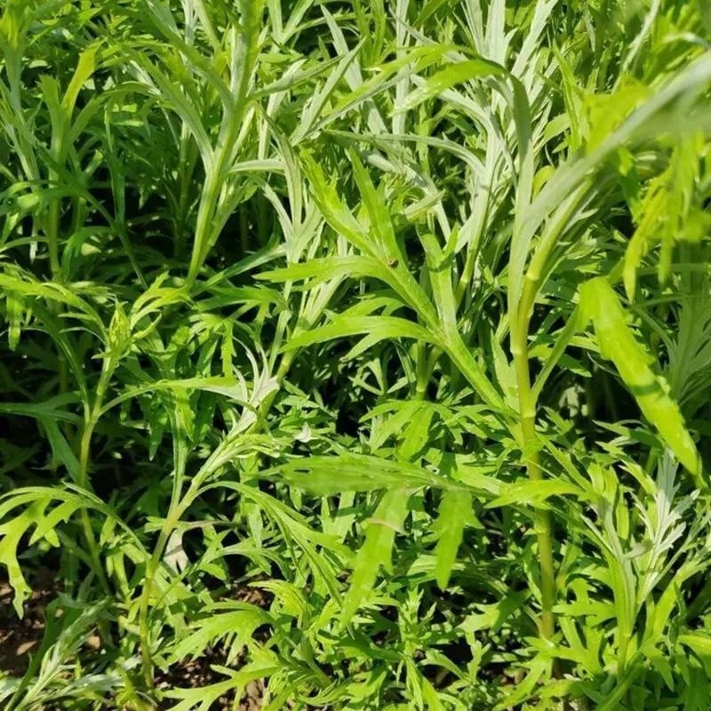 【特高产】美味芦蒿藜蒿种子四季盆栽地栽阳台小院种植高产,淘宝优惠券,粉丝福利购,淘宝优惠卷