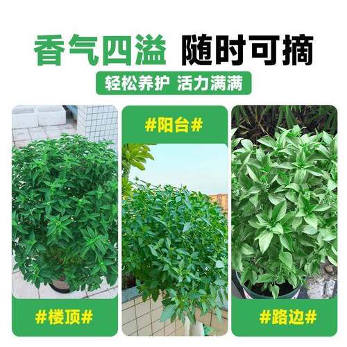 九层塔种子食用罗勒金不换种籽四季种植阳台庭院盆栽香草蔬菜种孑 - 图3