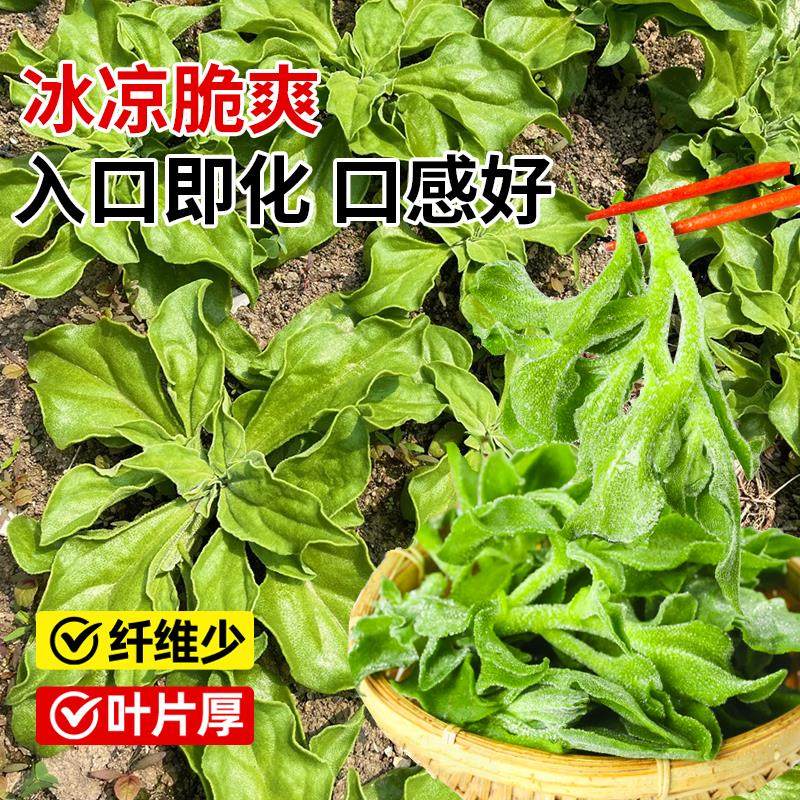 冰菜大苗水晶冰菜秧苗四季种植盆栽耐寒蔬菜苗冰菜幼苗种籽带土球,淘宝优惠券,粉丝福利购,淘宝优惠卷