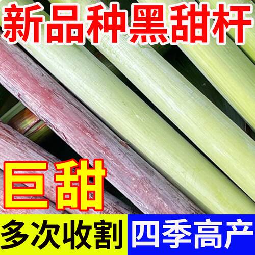 黑皮甜杆种子根根甜糖度高汁水足小菜园种植春夏秋四季播水果种孑 - 图1