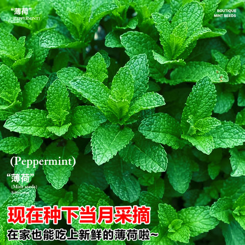 薄荷种子可食用老品种香水柠檬薄荷种籽四季阳台盆栽驱蚊花卉种孑 - 图2