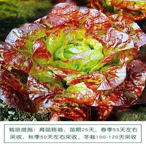奶油汉堡咖啡紫生菜新鲜叶菜生吃凉拌甜脆多汁沙拉菜农家自种生菜 - 图2