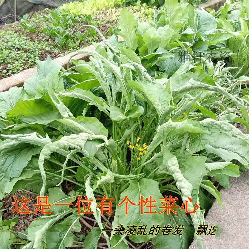 柳叶菜心种子桂林菜花种子广东广西蔬菜种籽卷叶蔬菜种籽,淘宝优惠券,粉丝福利购,淘宝优惠卷