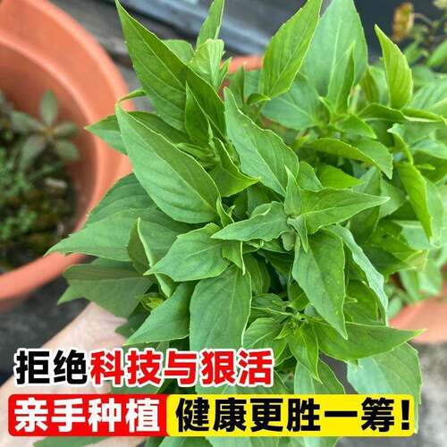 九层塔种子食用罗勒金不换种籽四季种植阳台庭院盆栽香草蔬菜种孑 - 图2