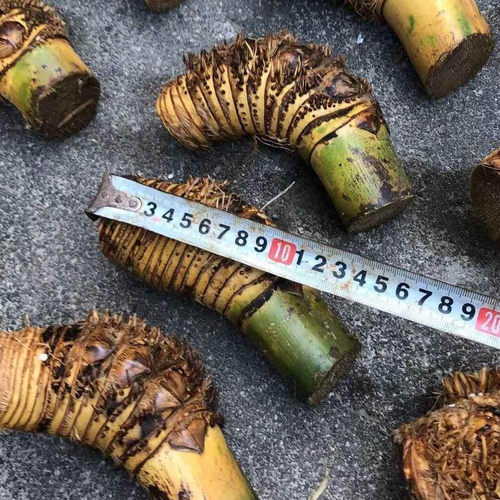 正宗小叶簕竹禅意咱湛江勒竹老桩头乐竹佛肚竹内门竹米竹竹根盆景 - 图3