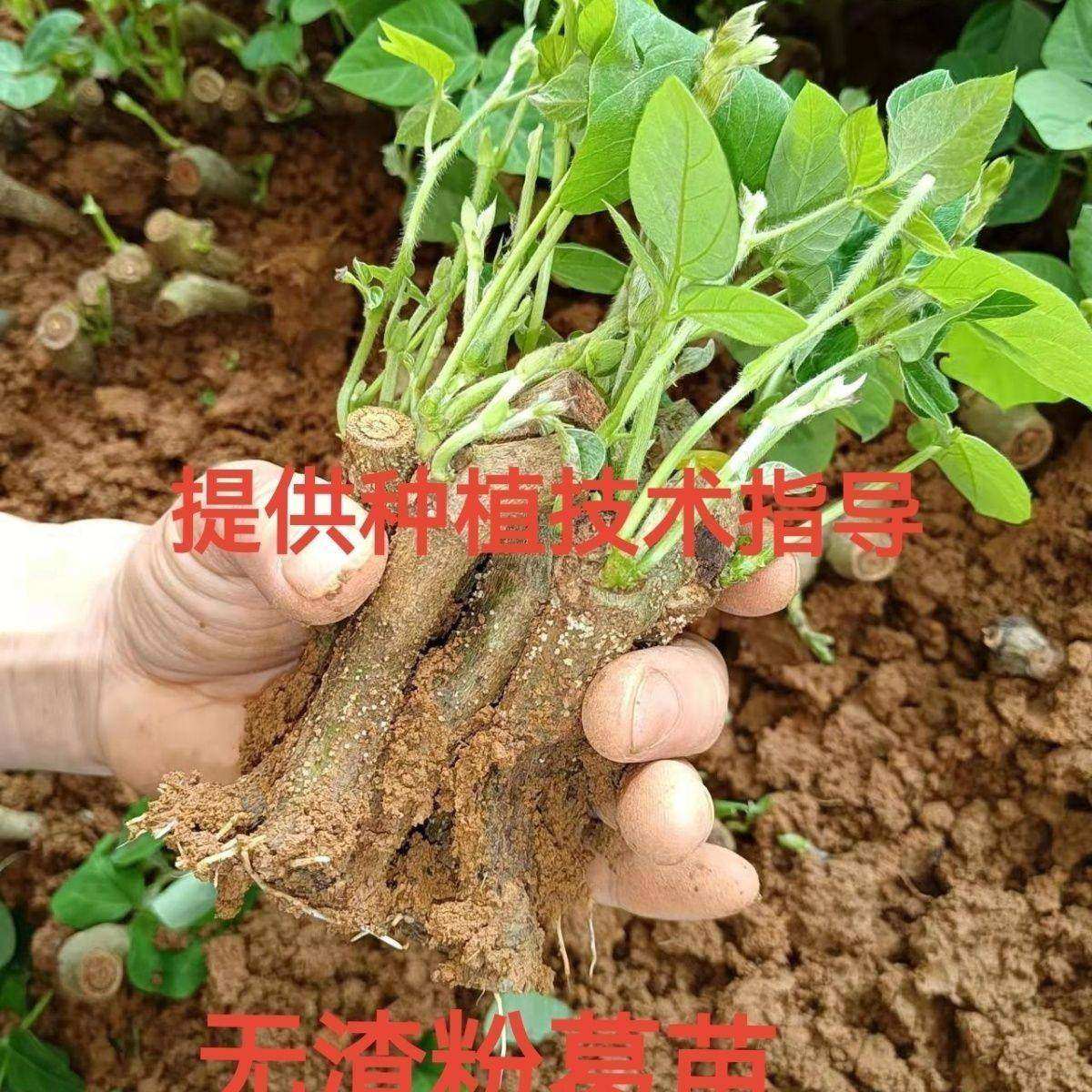 高产无渣粉葛种苗正宗广西葛根苗新品种葛根苗藤县春季菜葛苗,淘宝优惠券,粉丝福利购,淘宝优惠卷
