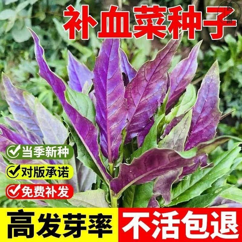 新鲜紫背菜时令蔬菜观音菜血皮菜紫背天葵叶子菜四川农家自种包邮,淘宝优惠券,粉丝福利购,淘宝优惠卷