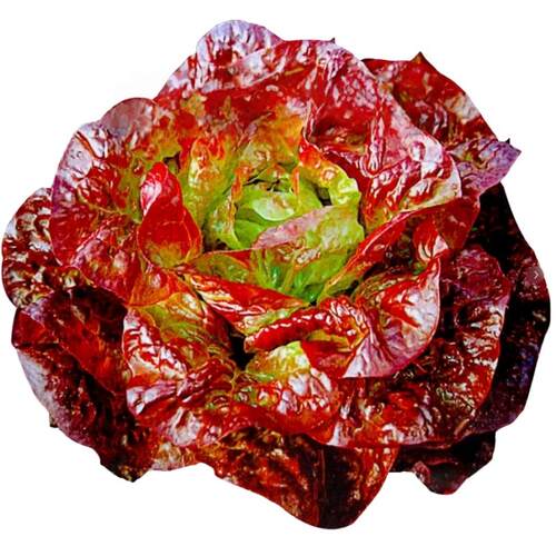 奶油汉堡咖啡紫生菜新鲜叶菜生吃凉拌甜脆多汁沙拉菜农家自种生菜 - 图3