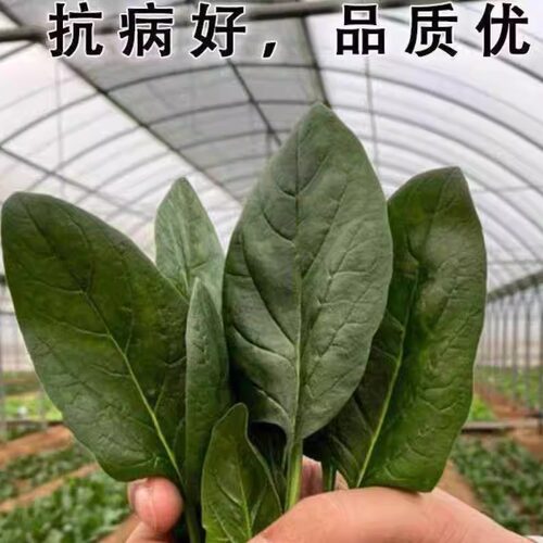 传统老菠种子红根大叶菠菜菜耐寒耐热可越冬田园易种植易管理蔬菜 - 图0