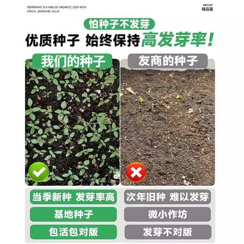 九层塔种子食用罗勒金不换种籽四季种植阳台庭院盆栽香草蔬菜种孑 - 图0