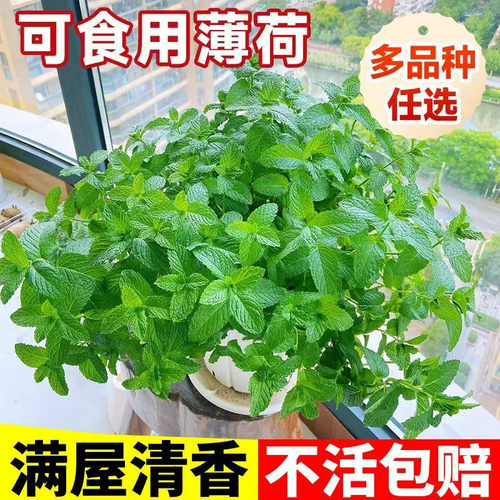 薄荷苗可食用薄荷耐寒正宗可吃用薄荷叶苗驱蚊草花卉室内阳台 - 图1