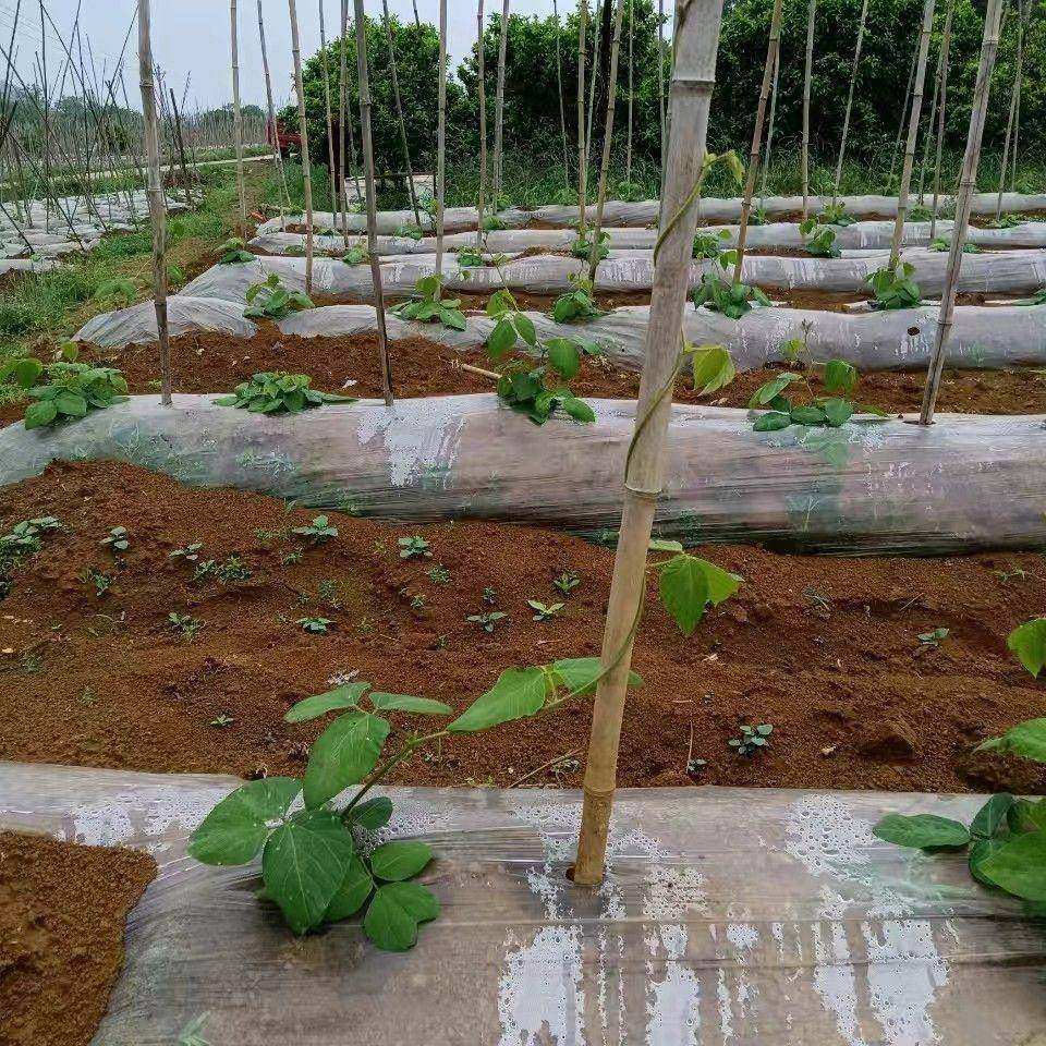 无渣粉葛根苗高产葛根苗扦插种藤秧苗农家葛藤苗新鲜粉葛种苗,淘宝优惠券,粉丝福利购,淘宝优惠卷