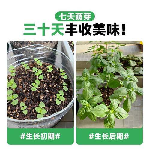 九层塔种子食用罗勒金不换种籽四季种植阳台庭院盆栽香草蔬菜种孑 - 图1