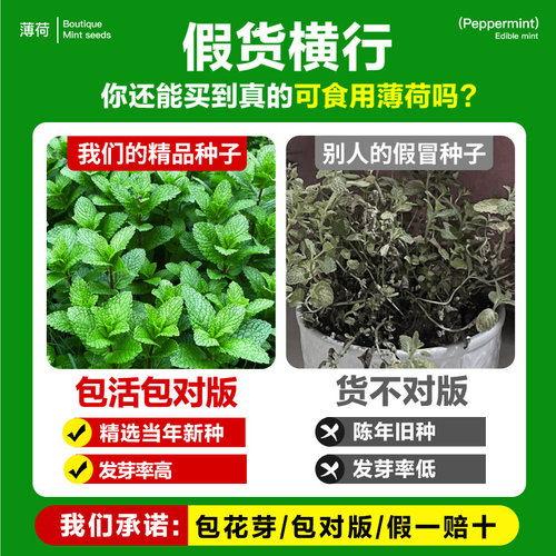 薄荷种子可食用老品种香水柠檬薄荷种籽四季阳台盆栽驱蚊花卉种孑 - 图0