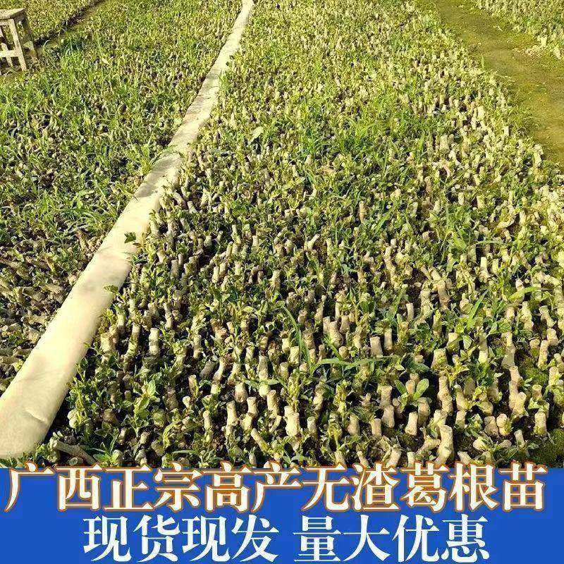 无渣粉葛根苗高产葛根苗扦插种藤秧苗农家葛藤苗新鲜粉葛种苗,淘宝优惠券,粉丝福利购,淘宝优惠卷