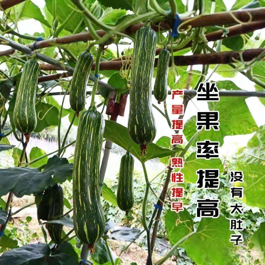 健美密本南瓜种子超甜粉面密本南瓜种子甜面南瓜种籽早熟高产蔬菜,淘宝优惠券,粉丝福利购,淘宝优惠卷