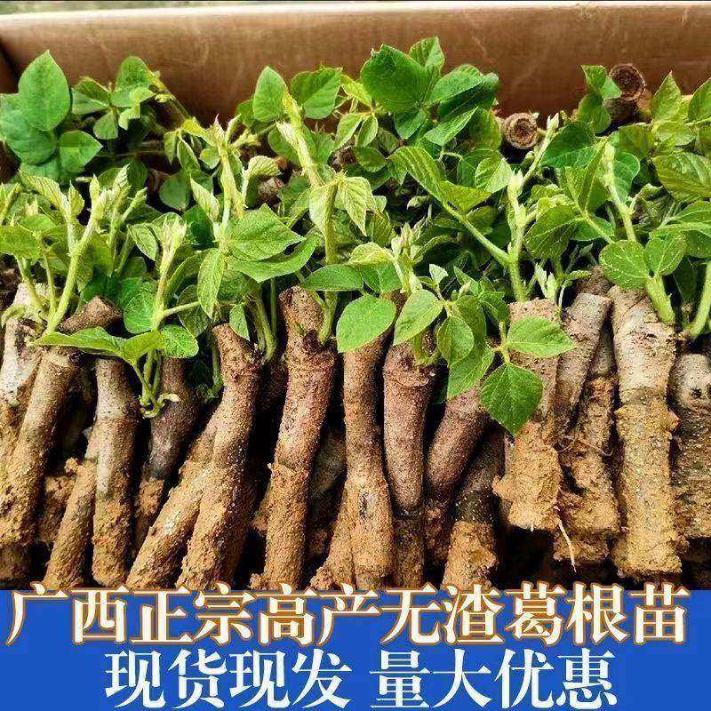 无渣粉葛根苗高产葛根苗扦插种藤秧苗农家葛藤苗新鲜粉葛种苗,淘宝优惠券,粉丝福利购,淘宝优惠卷