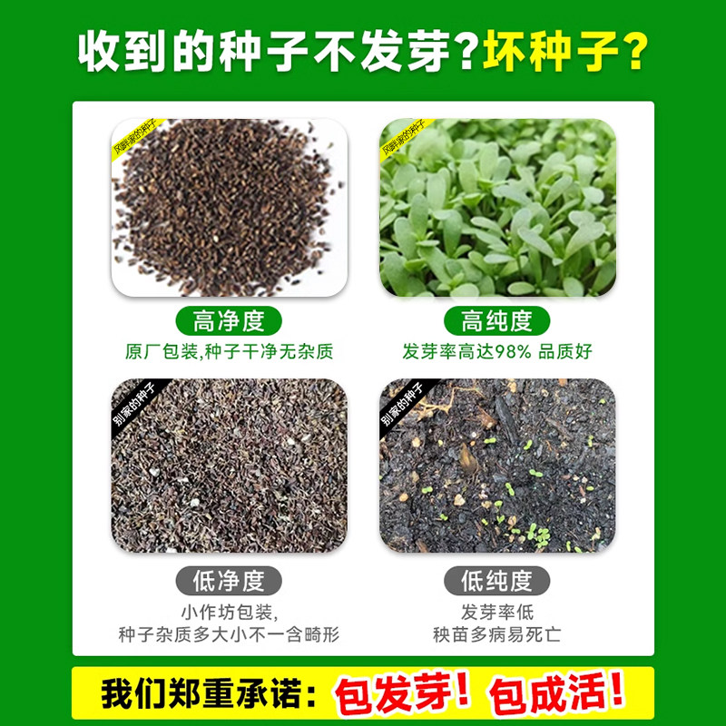 四季茼蒿菜籽大全皇帝菜大叶茼蒿种子茼蒿菜苗葱种香菜蔬菜种孑,淘宝优惠券,粉丝福利购,淘宝优惠卷