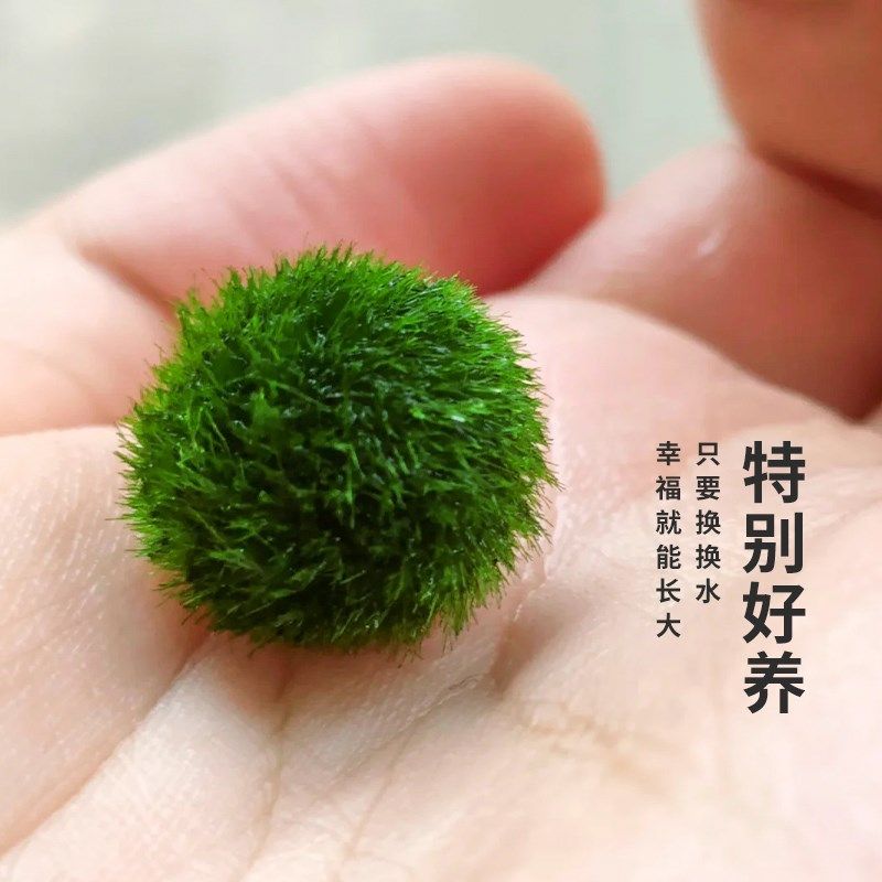 幸福海藻球微景观鱼缸生态瓶室内桌面水培创意迷你植物水生绿藻球,淘宝优惠券,粉丝福利购,淘宝优惠卷