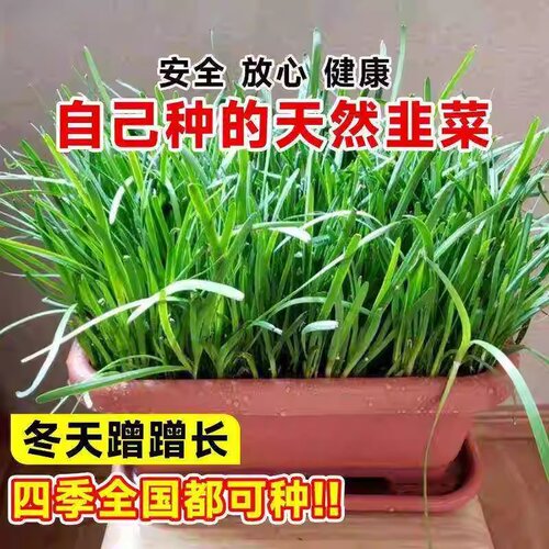 韭菜根苗四季种植紫根庭院阳台农家小叶新鲜细叶韭菜根蔬韭菜 - 图1