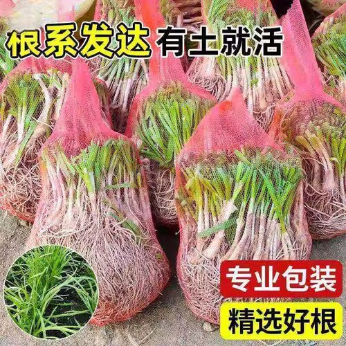 韭菜根苗四季种植紫根庭院阳台农家小叶新鲜细叶韭菜根蔬韭菜 - 图3