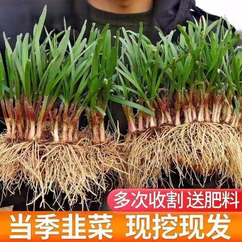 韭菜根苗四季种植紫根庭院阳台农家小叶新鲜细叶韭菜根蔬韭菜 - 图2