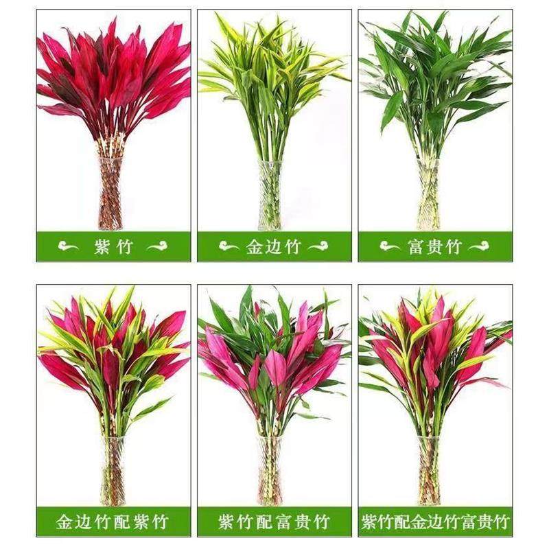 富贵竹水培植物紫竹鸿运转运竹室内招财绿植客厅红色盆栽,淘宝优惠券,粉丝福利购,淘宝优惠卷