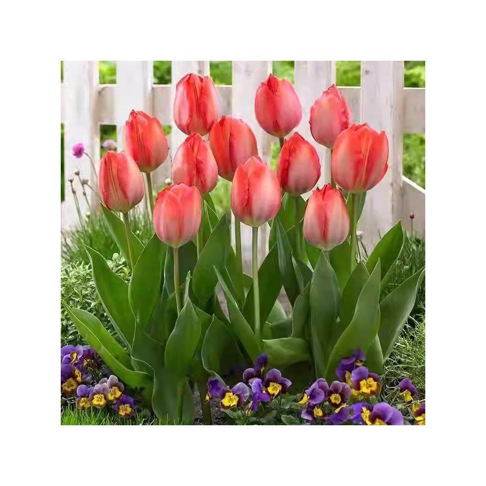 进口荷兰水培郁金香种球室内室外水养花卉植物盆栽四季耐寒五度球,淘宝优惠券,粉丝福利购,淘宝优惠卷