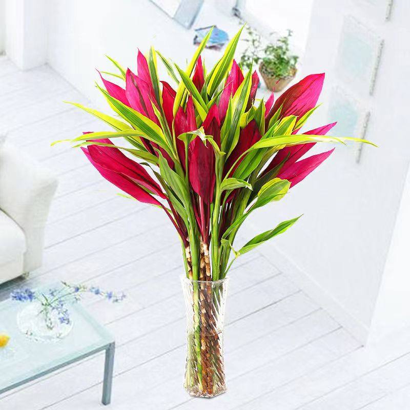 富贵竹水培植物紫竹鸿运转运竹室内招财绿植客厅红色盆栽,淘宝优惠券,粉丝福利购,淘宝优惠卷