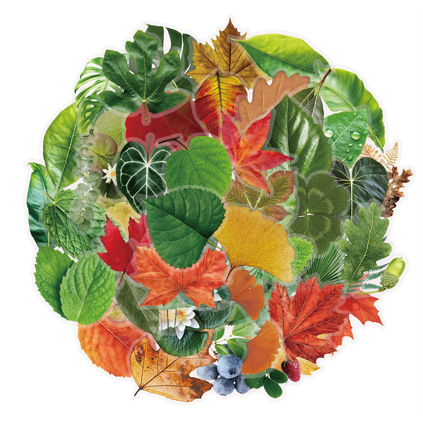 50张ins风树叶pet创意一树一叶植物自然收集录系列贴纸创意涂鸦笔记本行李箱冰箱滑板平板防水贴画,淘宝优惠券,粉丝福利购,淘宝优惠卷