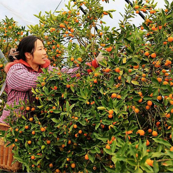 正宗广西融安脆蜜金柑礼盒装第三代融安金桔现摘新鲜纯甜无核桔子,淘宝优惠券,粉丝福利购,淘宝优惠卷