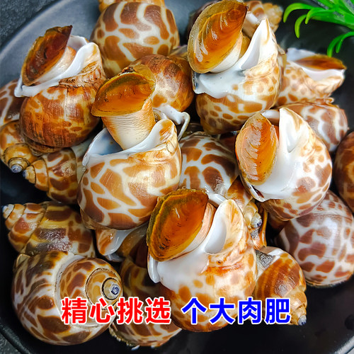 花螺鲜活新鲜海螺特大号海鲜水产鲜活鲜冻冷冻东风螺特大花螺贝类 - 图0