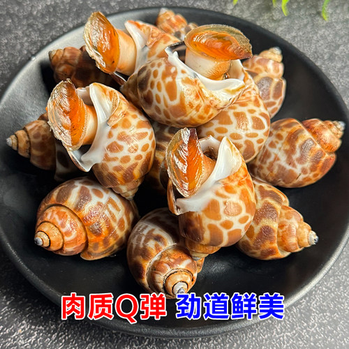 花螺鲜活新鲜海螺特大号海鲜水产鲜活鲜冻冷冻东风螺特大花螺贝类 - 图1