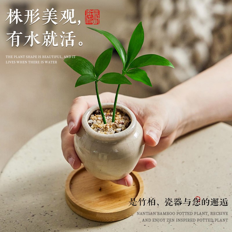 竹柏迷你植物小盆栽拇指绿植办公室内桌面摆件盆景四季长青好养活 - 图0