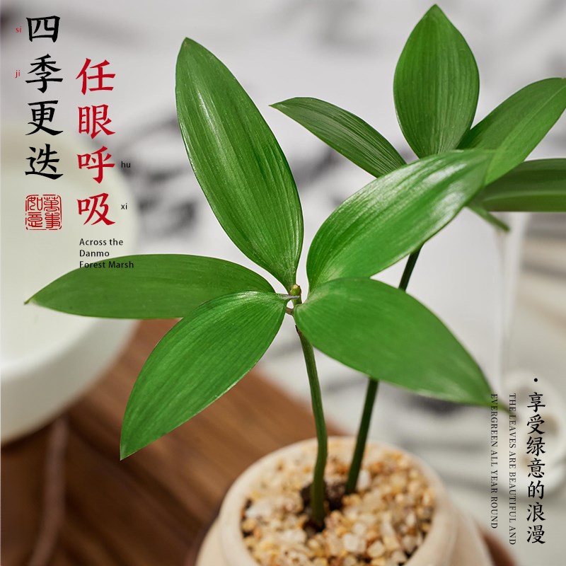 竹柏迷你植物小盆栽拇指绿植办公室内桌面摆件盆景四季长青好养活 - 图1
