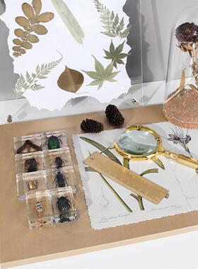 休闲现代样板房设计师与设计软装饰摆件书桌昆虫花标本