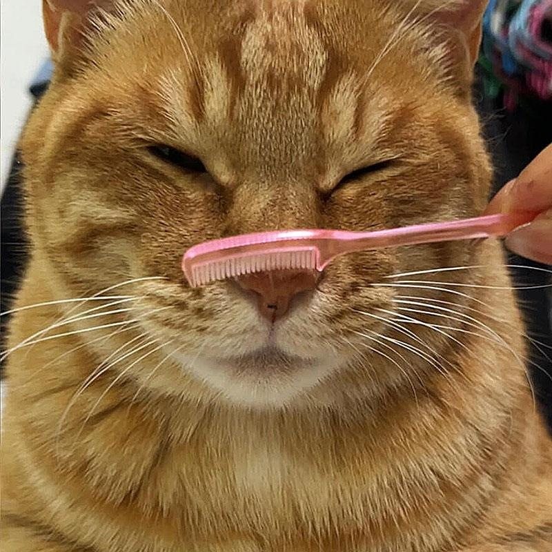 猫鼻梳猫咪神器BJD按摩梳迷你梳子去浮毛撸猫多功能解压梳子,淘宝优惠券,粉丝福利购,淘宝优惠卷