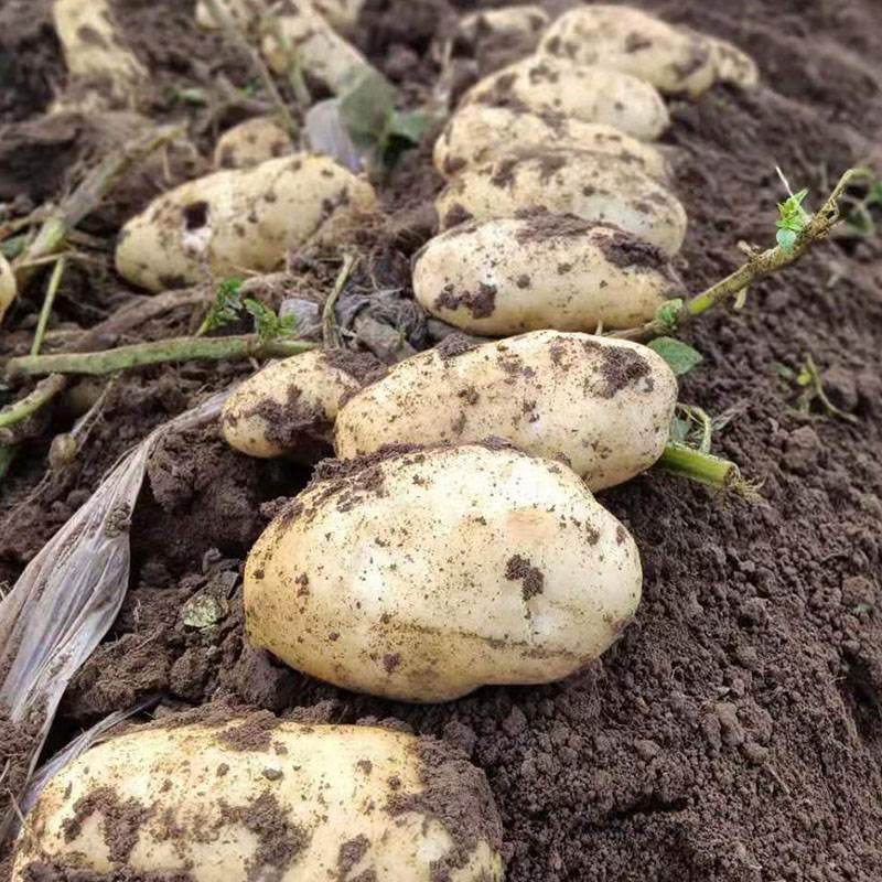 甘肃定西土豆粉粉条马铃薯粉条马铃薯之乡天水土豆粉干货一斤包邮,淘宝优惠券,粉丝福利购,淘宝优惠卷