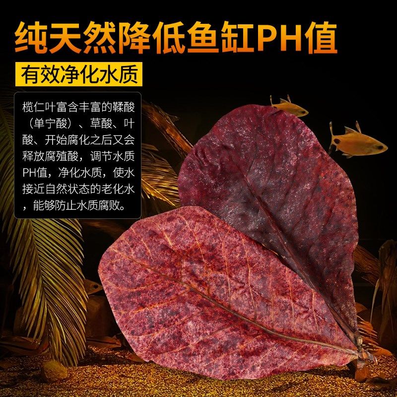 鱼缸榄仁叶养龟龙眼叶水族斗鱼懒人叶降酸调节水质Ph值乌龟橄榄叶,淘宝优惠券,粉丝福利购,淘宝优惠卷