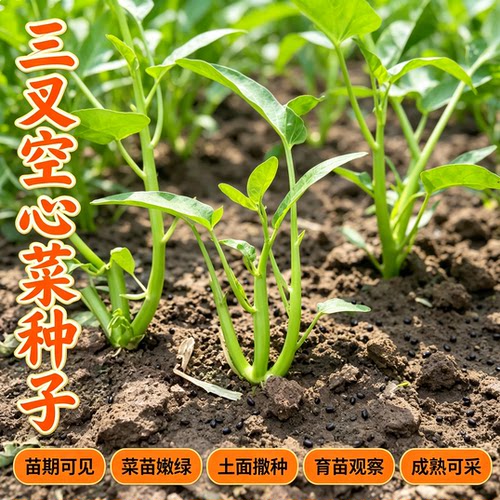 三叉空心菜种籽耐热青菜新鲜当季蔬菜通心菜蕹菜多次采收 - 图3