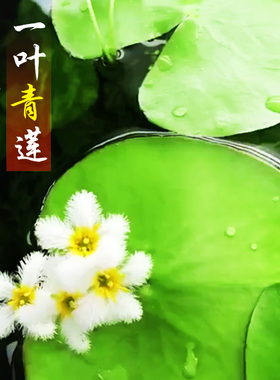 一叶莲浮萍鱼缸水草水培植物碗莲水生植物花卉室内阳台四季开花
