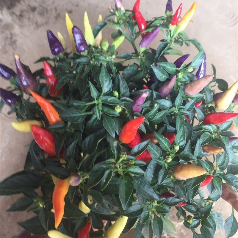 辣椒苗彩椒盆栽小米椒向天椒带果或者带花发货庭院阳台可食用,淘宝优惠券,粉丝福利购,淘宝优惠卷