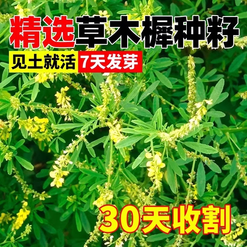 草木犀种子绿肥黄花苜蓿草木樨夏季耐旱耐热护坡蜜源植物四季牧草 - 图2