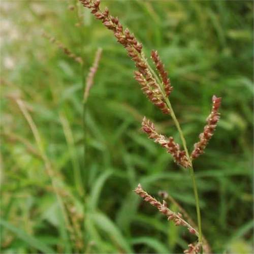 散装稗草种子 水稗子种子 稻田养喂鱼草种子 水稗草籽 水草种子 - 图0