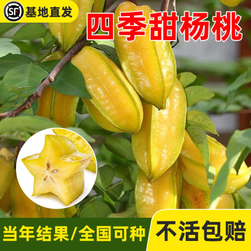 杨桃树果苗四季结果嫁接马来西亚甜杨桃树苗南北方种植可盆栽地栽 - 图3