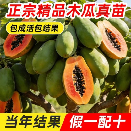四季木瓜果树果苗冰糖红心水果木瓜特大苗果树庭院南北方种植盆栽 - 图1